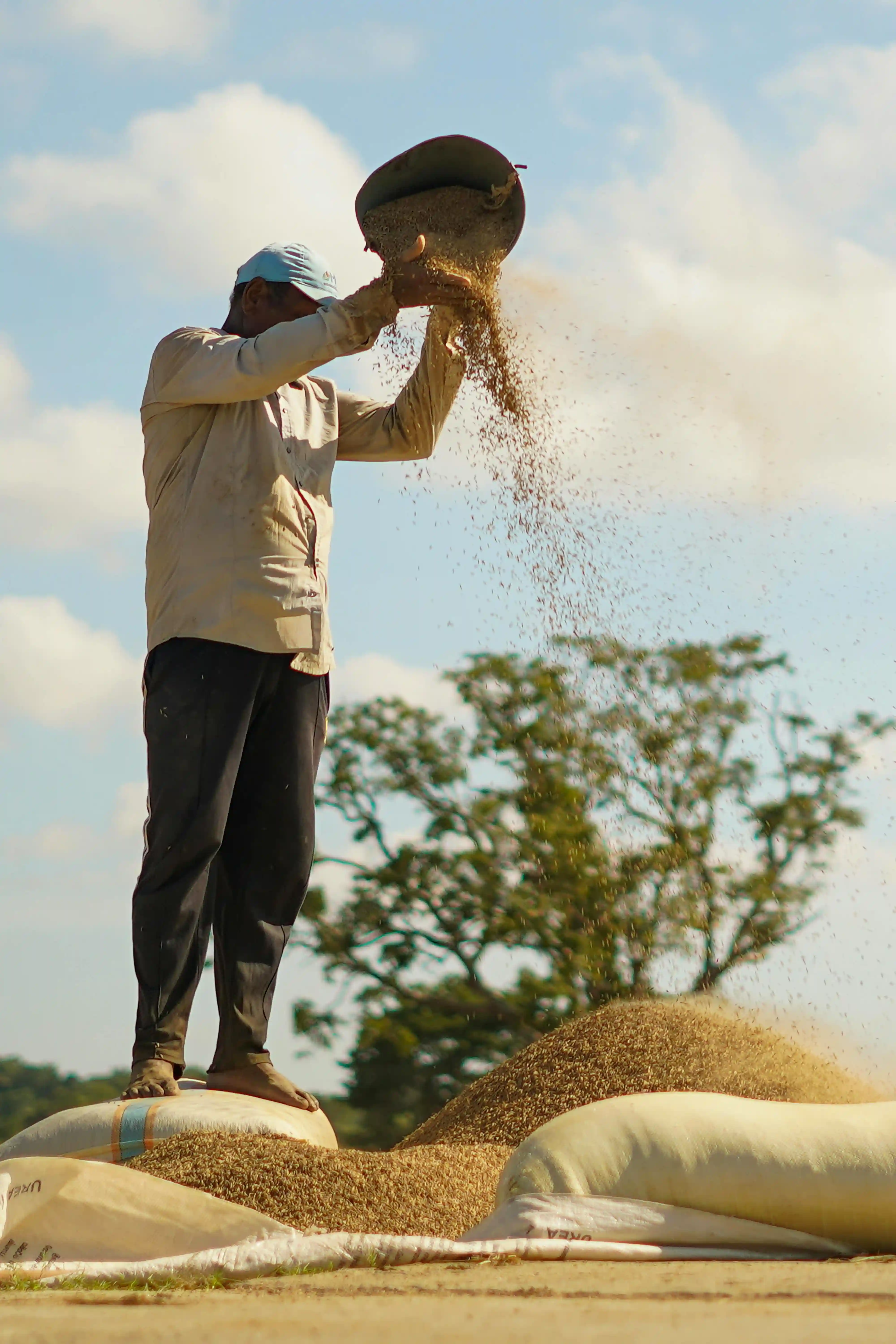 Nourishing East Africa with Premium Rice