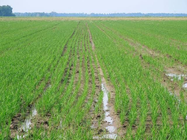 Supplying Premium Rice Across East Africa